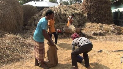হিলিতে চলতি আমন মৌসুমে ভালো ফলন পাওয়ায় খুশি কৃষকরা