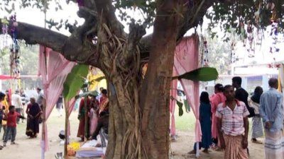 ধুমধামে বিয়ে দেওয়া হলো বট-পাকুড়ের