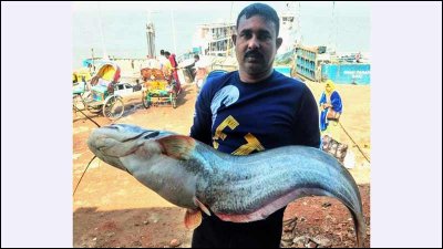 পদ্মায় জেলের জালে ধরা পড়া ১৫ কেজি ওজনের বোয়াল