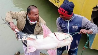 পদ্মায় ধরা পড়া ২১ কেজির বাগাড় মাছ