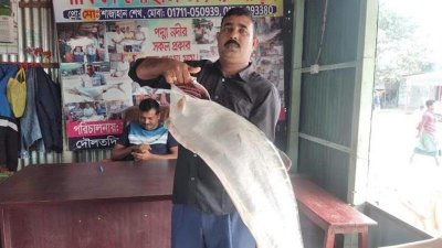 পদ্মা নদীতে ধরা পড়ে ১৩ কেজি ২০০ গ্রাম ওজনের চিতল