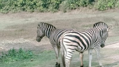 সাফারি পার্কে মারা গেলো আরও ২ জেব্রা