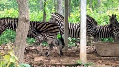 জেব্রার মৃত্যু: সাফারি পার্কের ভারপ্রাপ্ত কর্মকর্তাসহ ভেটেরিনারি অফিসার প্রত্যাহার