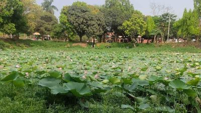 ফুটন্ত লাল-গোলাপি পদ্ম পথচারীদের মুগ্ধ করছে