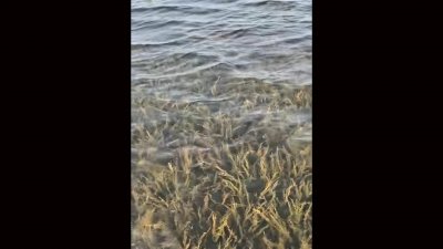 বিস্তীর্ণ এলাকার ধানক্ষেত তলিয়ে গেছে
