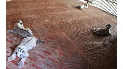 রাজ-পরীর ঘরে ৪ অতিথি