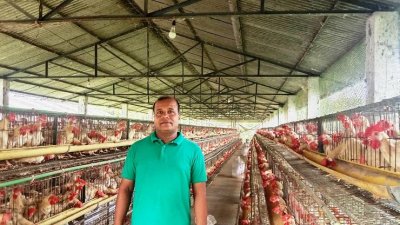 আনোয়ার শিটের শেডে লেয়ার মুরগি পালনে সফল তাইফুল