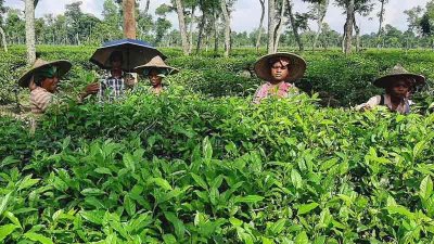 কাজে ফিরেছেন মৌলভীবাজারের চা বাগানগুলোর সব শ্রমিক
