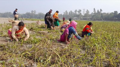 আলু তোলার কাজ ঘিরে আয়ের সুযোগ হয়েছে হাজারো মানুষের