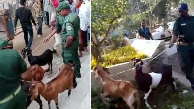 বিসিসির নিরাপত্তাকর্মীরা ১৫টি ছাগল ট্রাকে করে নগরীর আমানতগঞ্জ এলাকায় বিসিসির গ্যারেজে নিয়ে আটকে রাখেন