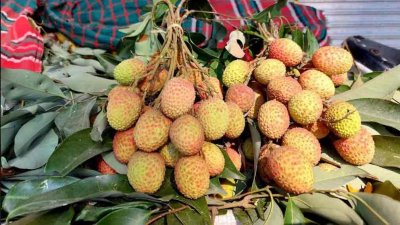 হিলির বাজারে উঠেছে অপরিপক্ক লিচু
