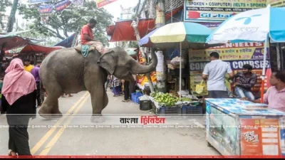 ফল বিক্রেতার কাছ থেকে টাকা নিচ্ছে হাতি (ফাইল ছবি)