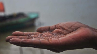 হালদা থেকে সংগ্রহ করা মাছের ডিম