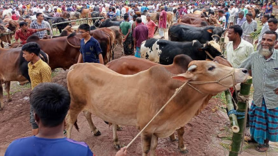 নীলফামারীতে পশুর হাটে অতিরিক্ত টোল আদায়ের অভিযোগ