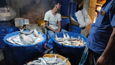 বড় ইলিশের দাম নাগালের বাইরে, সীমিত আয়ের মানুষের সাধ্যের মধ্যে বিক্রি হচ্ছে জাটকা, ছবি- কাওরানবাজার মাছের আড়তের