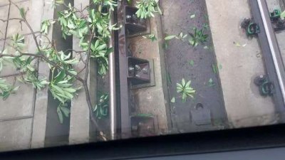 ঢাকা বিশ্ববিদ্যালয় এলাকায় মেট্রোরেল লাইনের ওপর গাছের ডাল পড়েছে