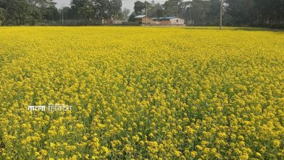 বন্দর নগর চট্টগ্রামে প্রতি বছর বাড়ছে সরিষার আবাদ