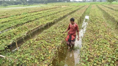 বৃষ্টিতে ক্ষতিগ্রস্ত ফসল