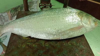 মাছটি এক যুক্তরাষ্ট্রপ্রবাসীর বাসায় পাঠানো হবে
