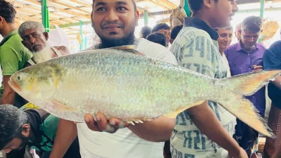 মাছটি উন্মুক্ত ডাকের মাধ্যমে বিক্রি হয়