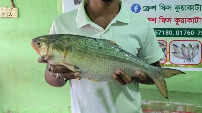 সমুদ্রে অন্যান্য মাছের সঙ্গে বড় এ ইলিশটি ধরা পড়ে