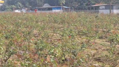 আবাসন প্রকল্পের বিস্তার, সেচ সংকটসহ নানা কারণে কমছে গোলাপ বাগান ও উৎপাদন