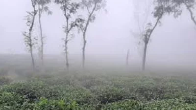 তীব্র শীতের মধ্যেই চা বাগানে কাজ করছেন শ্রমিকরা
