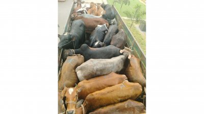 ভালুকা হাইওয়ে এলাকা থেকে ১৯টি গরুসহ ট্রাক ছিনতাই করে ডাকাত দল