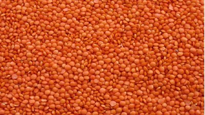 মসুর ডাল