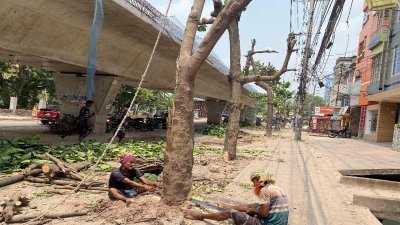 রাজশাহী শহরের একটি রাস্তা সম্প্রসারণের জন্য ৩০টি কাঠবাদামের গাছ কেটে ফেলা হয়েছে