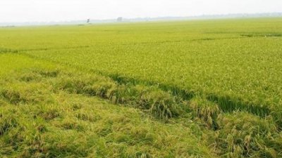 ধানক্ষেত