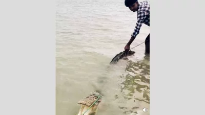 জেলের বড়শিতে ধরা পড়া কুমির