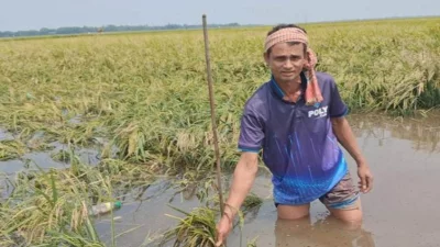 টানা তিন দিনের ভারী বৃষ্টিতে নেত্রকোনার কলমাকান্দা উপজেলার কাঁচা-পাকা বোরো ধান পানিতে তলিয়ে গেছে
