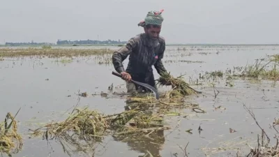 পাকা ফসল পানির নিচে তলিয়ে যাওয়ায় কষ্টের কথা জানালেন অষ্টগ্রাম হাওরের কৃষক কামরুল ইসলাম