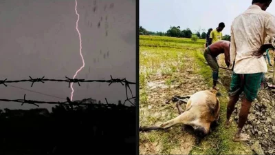 গত দুই দিনে পটুয়াখালীর কলাপাড়া ও রাঙ্গাবালীসহ জেলার বিভিন্ন স্থানে অন্তত ৩৫টি গরুর মৃত্যুর খবর পাওয়া গেছে