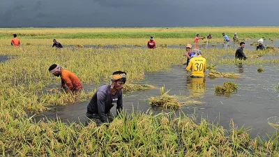 কেউ কেউ ডুবে থাকা ধান শ্রমিক দিয়ে কাটাচ্ছেন