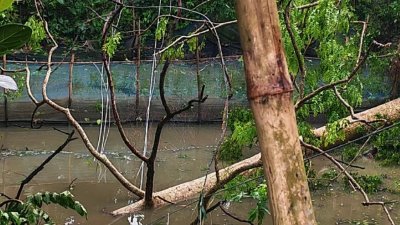 ঝড়ে উপড়ে পড়া গাছ