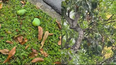 রাষ্ট্রীয় জমিতে থাকা গাছ এবং তার ফল সবই রাষ্ট্রের সম্পদ। ছবি: ইনস্টাগ্রাম