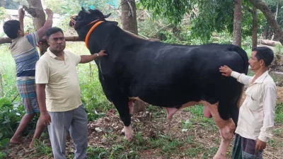 শংকর জাতের এই ষাঁড়টিকে পাঁচ বছর ধরে লালন-পালন করছেন খামারি আনোয়ার হোসেন