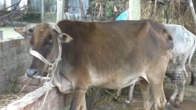 কুড়িগ্রামে গবাদি পশুর মধ্যে খুরারোগের প্রাদুর্ভাব দেখা দিয়েছে