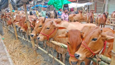 ফাইল ছবি