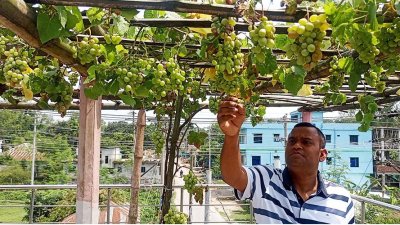 ছাদের বাগানে ঝুলছে ১৪ জাতের আঙুর