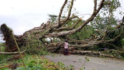গাছপালা ভেঙে সড়কে পড়ায় যান চলাচল বন্ধ হয়ে গেছে