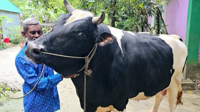 গরুটিকে সন্তানের মতো লালন-পালন করেছেন শফিকুল ইসলাম ও জায়েদা খাতুন দম্পতি