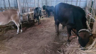 রংপুর নগরীতে আশানুর ইসলাম নামের এক ব্যক্তি গড়ে তুলেছেন গরুর জন্য আবাসিক হোটেল