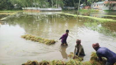 শত শত বিঘা জমিতে বৃষ্টির পানি জমে কোথাও কোমর-সমান আবার কোথাও হাঁটু উচ্চতায় জলাবদ্ধতা সৃষ্টি করেছে