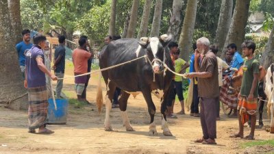 দিনাজপুরের সবচেয়ে বড় কোরবানির গরু