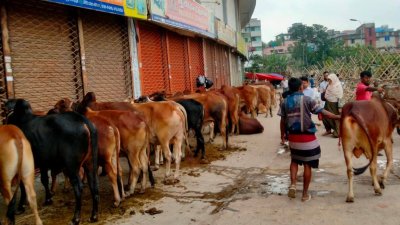 রাজধানী ঢাকাসহ সারাদেশে জমে উঠেছে পশুর হাট (ছবি: বাংলা ট্রিবিউন)