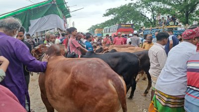 গাবতলী হাটের ছবিটি তুলেছে এস এম আব্বাস।