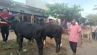 চট্টগ্রাম-কাপ্তাই সড়কের বিভিন্ন স্থানে বসানো হয়েছে পশুর হাট। ছবি: সংগৃহীত